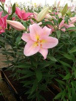 [4201 Fenice No101.JPG]